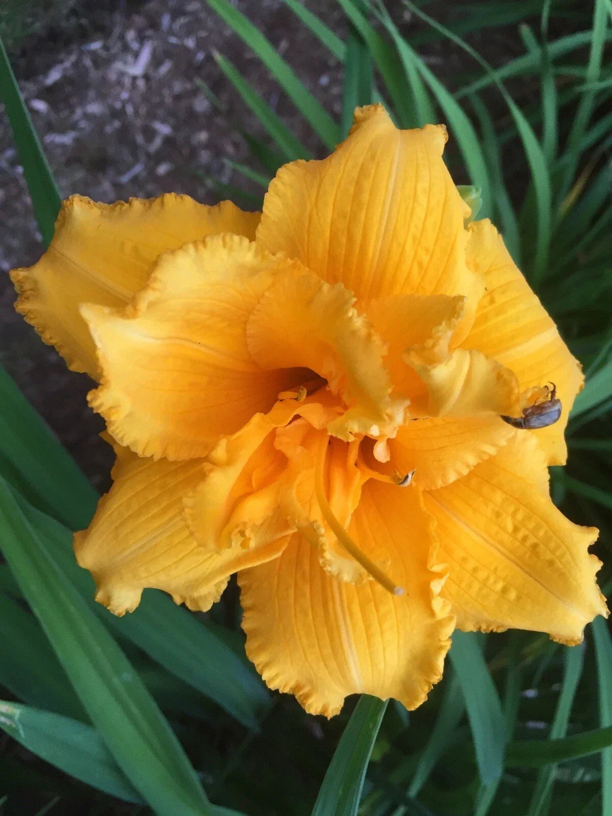 Daylily Bare Root Plant - Double Flower Condilla Deep Gold - Hemerocallis 'Condilla' - Fragrant, Hardy Garden Flower