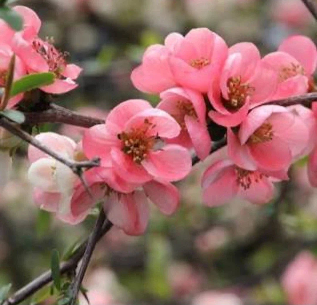Pink Flowering Quince Tree Sapling - Bare Root Live Plant - Chaenomeles speciosa - Vibrant Pink Blossoms for Garden Enhancement