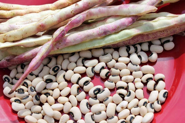 Cowpea Seeds - California Blackeye Variety - Vigna unguiculata - Nutritious, Easy-to-Grow Legume for Gardens and Farms