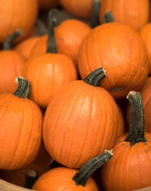 Small Sugar Pumpkin Seeds - Heirloom Non-GMO Vegetable Seeds for Cucurbita pepo, Perfect for Cooking, Baking & Fall Decorations
