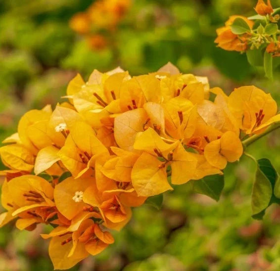 Gold Bougainvillea Plants Set of 2 - Well Rooted 4-6in Tall Bougainvillea glabra for Garden, Patio & Container Planting