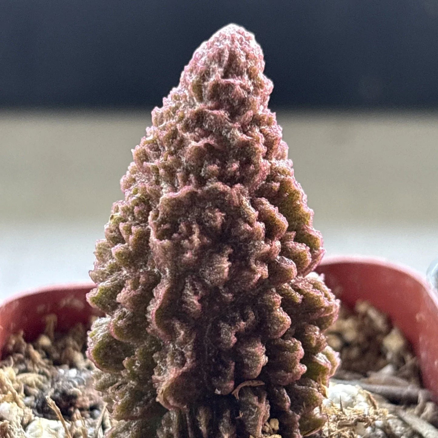 Adromischus marianae f. herrei Succulent Plant – Purple Maroon Color, Drought-Tolerant, Easy Care, Live Plant