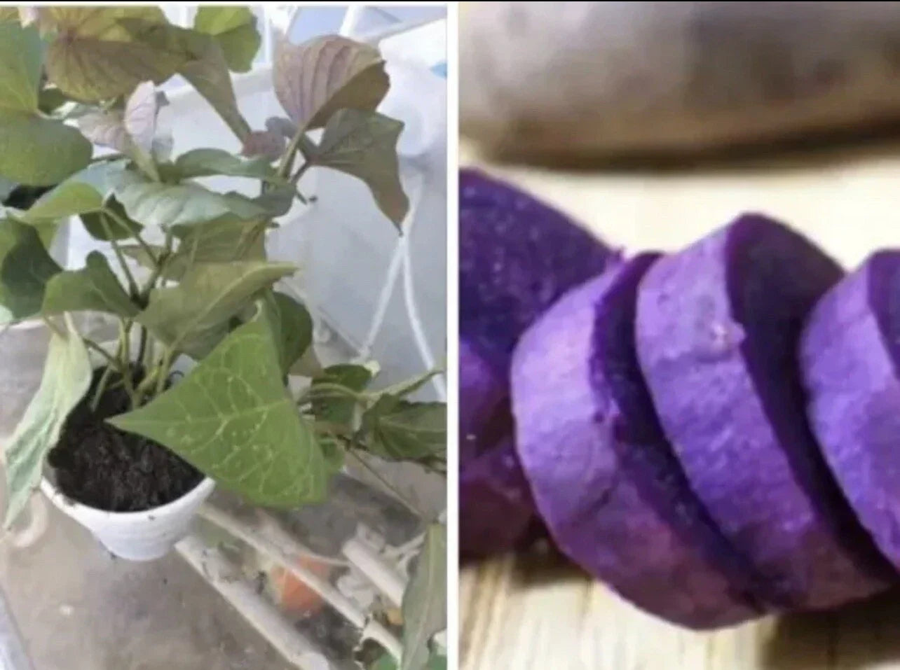 Rooted Purple Sweet Potato Plants in Pots – Ipomoea batatas, Edible Vegetable, Vibrant Foliage, Container Gardening, 3 Live Plants
