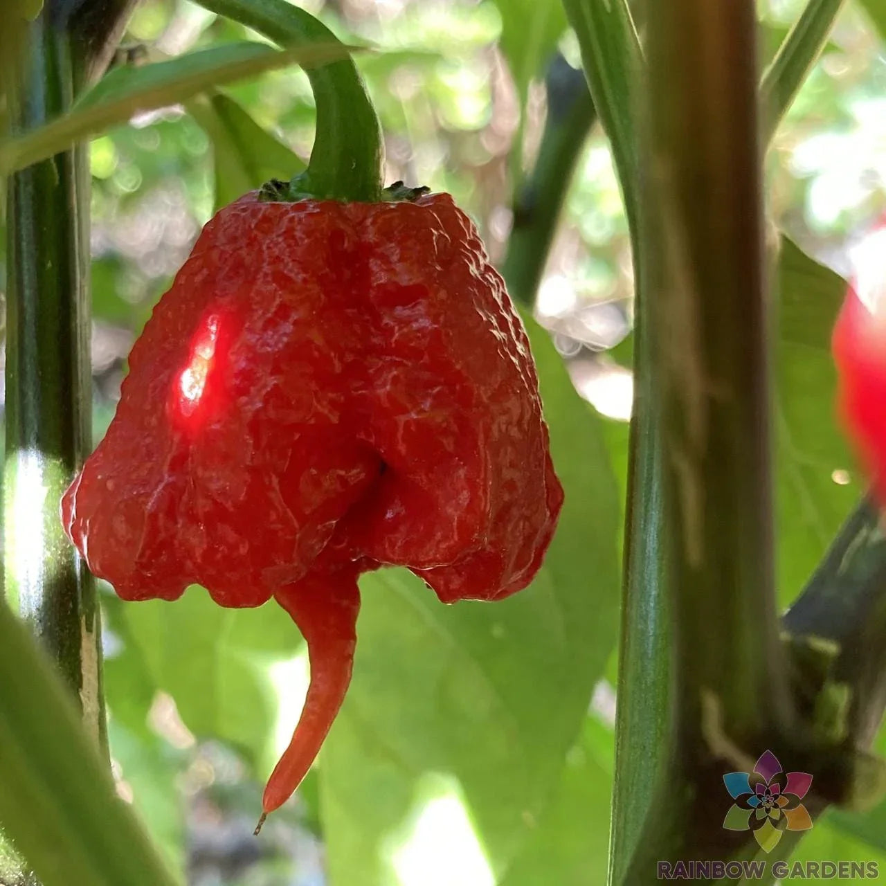 7 Pot Primo Hot Pepper Seeds – 25+ Pack Capsicum chinense for Garden or Container Growing, Spicy Heat, Non-GMO, USA Grown