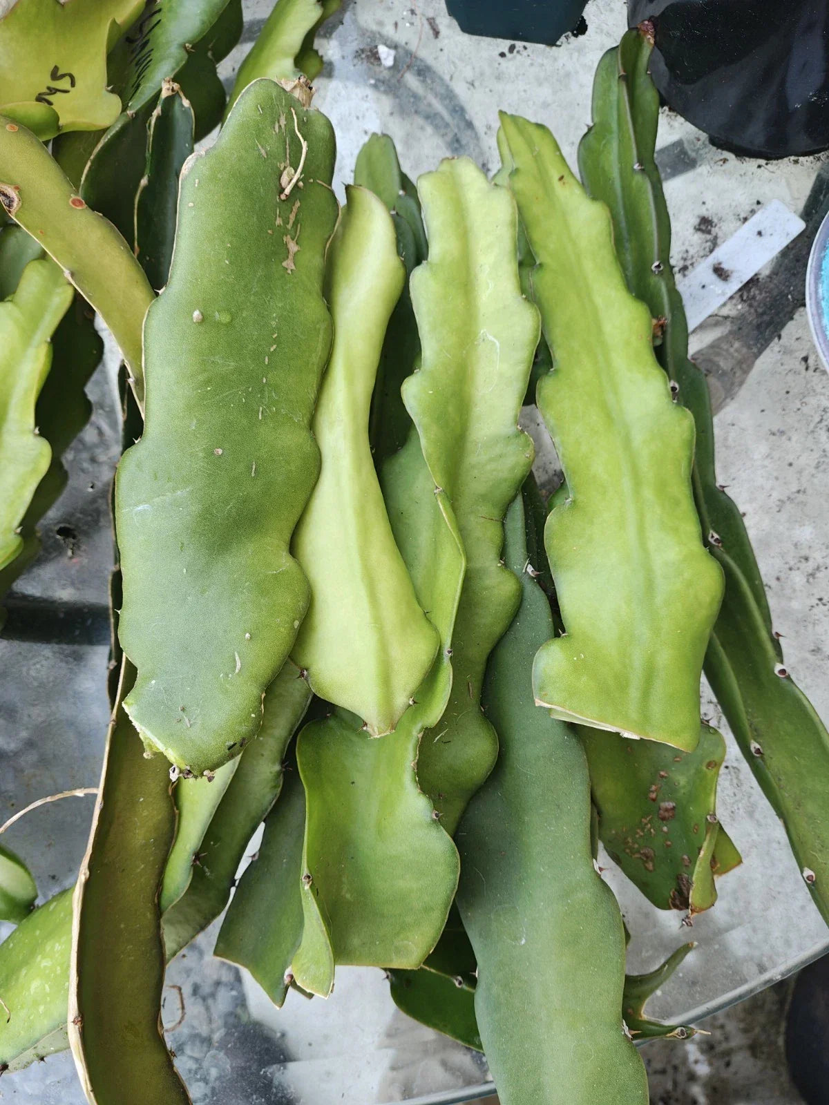 Dragon Fruit Cuttings 4-6" Red Flesh Hyocereus Polyrhizus Grafting Ready - 3 Pack Cactus for Fruit Cultivation