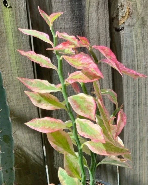 Devil's Backbone Plant Cuttings – 2 Fresh Euphorbia Tithymaloides Propagation Pieces with Extras