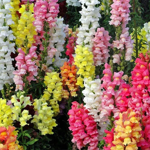 Snapdragon Seeds, Heirloom Edible Flowers, Antirrhinum majus, Mixed Colors, Garden Planting Supplies