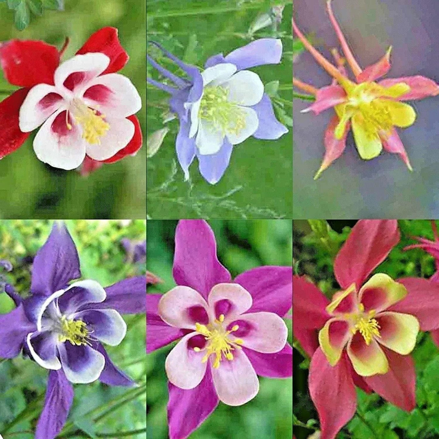 Columbine Seeds Mix - Perennial Wildflower for Shade Gardens & Containers - Aquilegia spp. - Native Pollinator Attracting Seeds