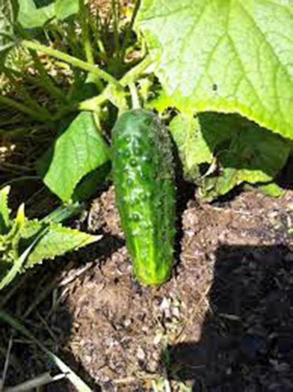 Cucumber Seeds 500 Count Boston Pickling Heirloom Non-GMO Cucumis sativus for Home Gardening & Pickling