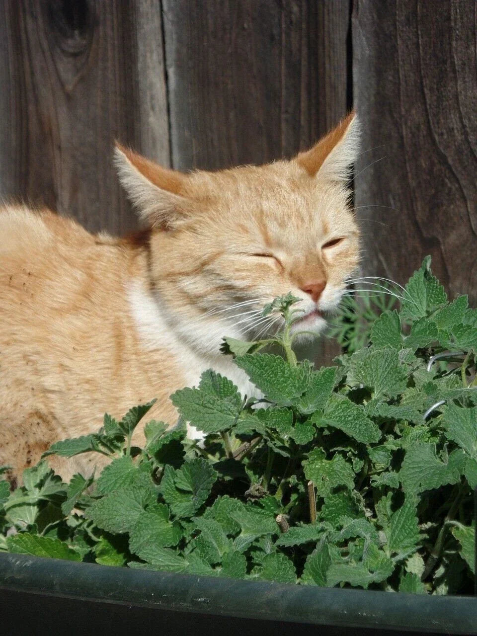 Catnip Seeds - Organic Nepeta cataria Herb for Cats, Perennial, Full Sun, Indoor & Outdoor Gardening, Pack of 50 Seeds