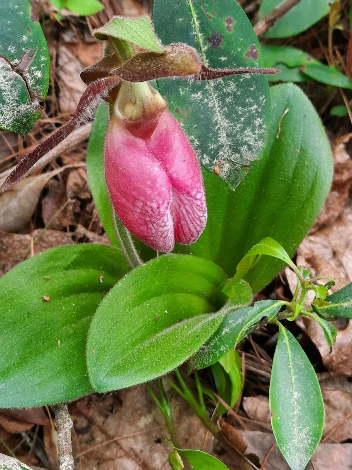 Pink Lady's Slipper Bare Root Plants – Cypripedium Acaule, Native Orchid, Perennial Garden Flowers, 5 Plants