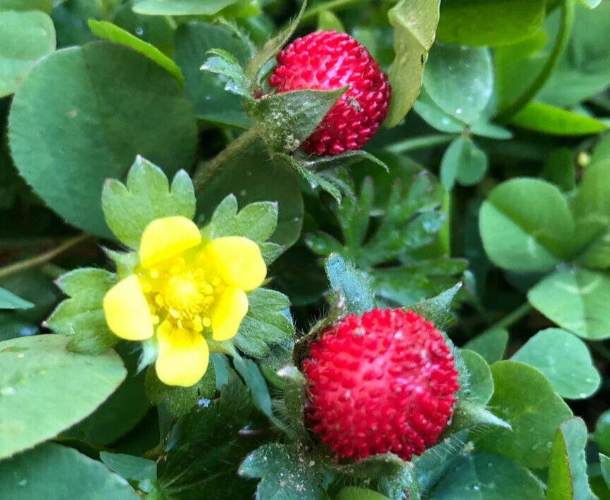 Wild Strawberry Plant | Hardy Fruit with White Flowers | Fragaria vesca | Indian Strawberry, Edible Fruit, Garden Plant