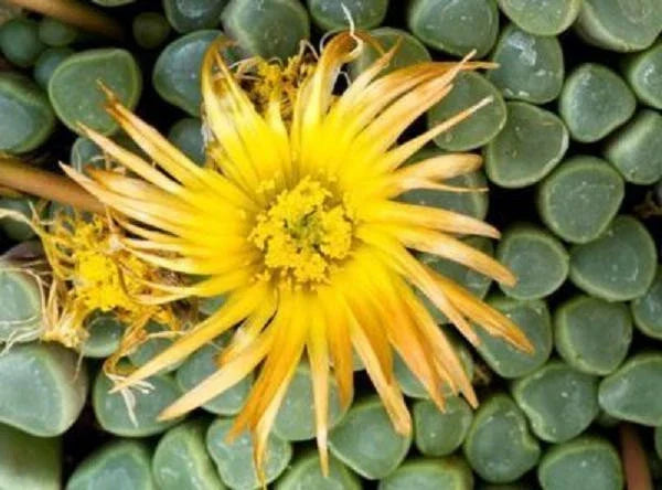 Fenestraria rhopalophylla Seeds - Baby Toes Ice Plant - 50 Pack - Living Rock Succulent Seeds for Indoor Garden and Drought Tolerance