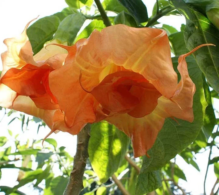 Brugmansia Angel Trumpet Seeds - 10 Pack, Fragrant Large Flowers, Datura, Tropical Garden, Non-GMO, USA Grown
