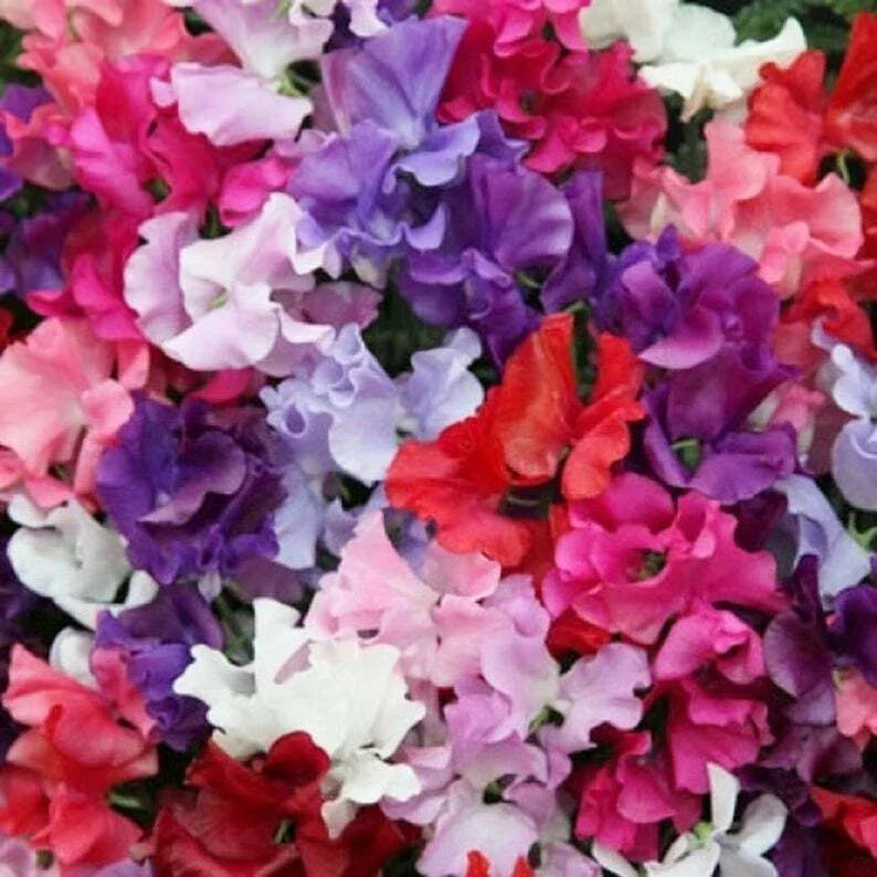 Sweet Pea Seeds Pack of 25 - Mammoth Mix, Lathyrus odoratus, Annual Flower for Bees & Butterflies, Climbing Vine