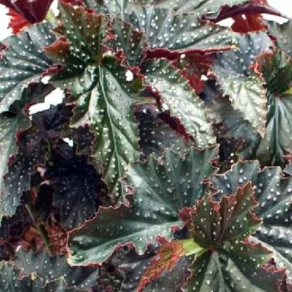 Angel Wing Begonia Starter Plant - Fannie Moser Variety - Live Rooted Houseplant for Indoor Decor - Begonia Rex (Begonia rex-cultorum)