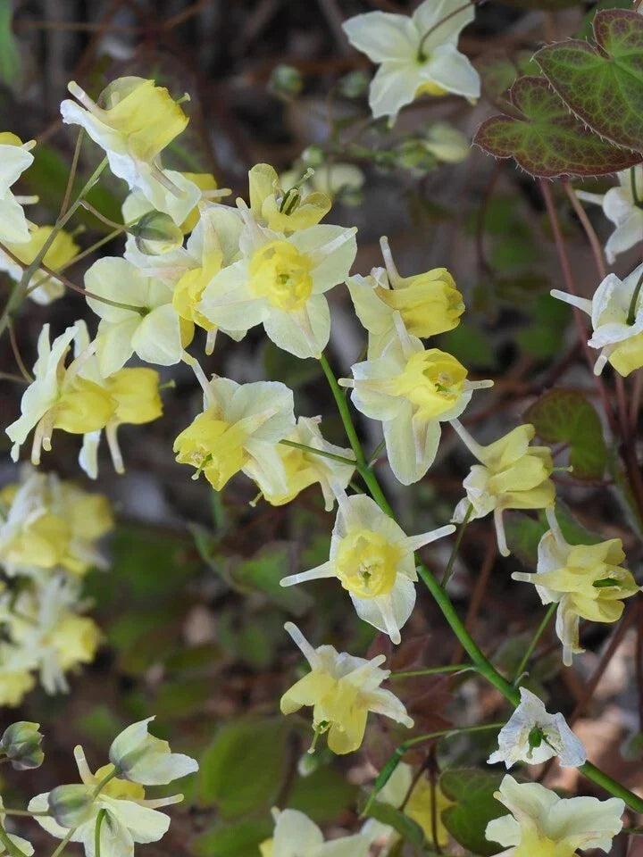 Epimedium Versicolor 'Sulphureum' Fairy Wings Plant - Yellow Flower Shade Perennial Ground Cover for Gardens