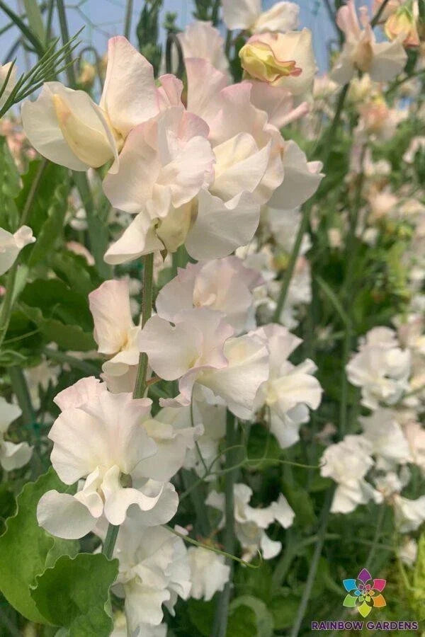 Sweet Pea Seeds Piggy Sue Variety Climbing Flower Garden Planting Non-GMO Lathyrus odoratus 50+ Seeds
