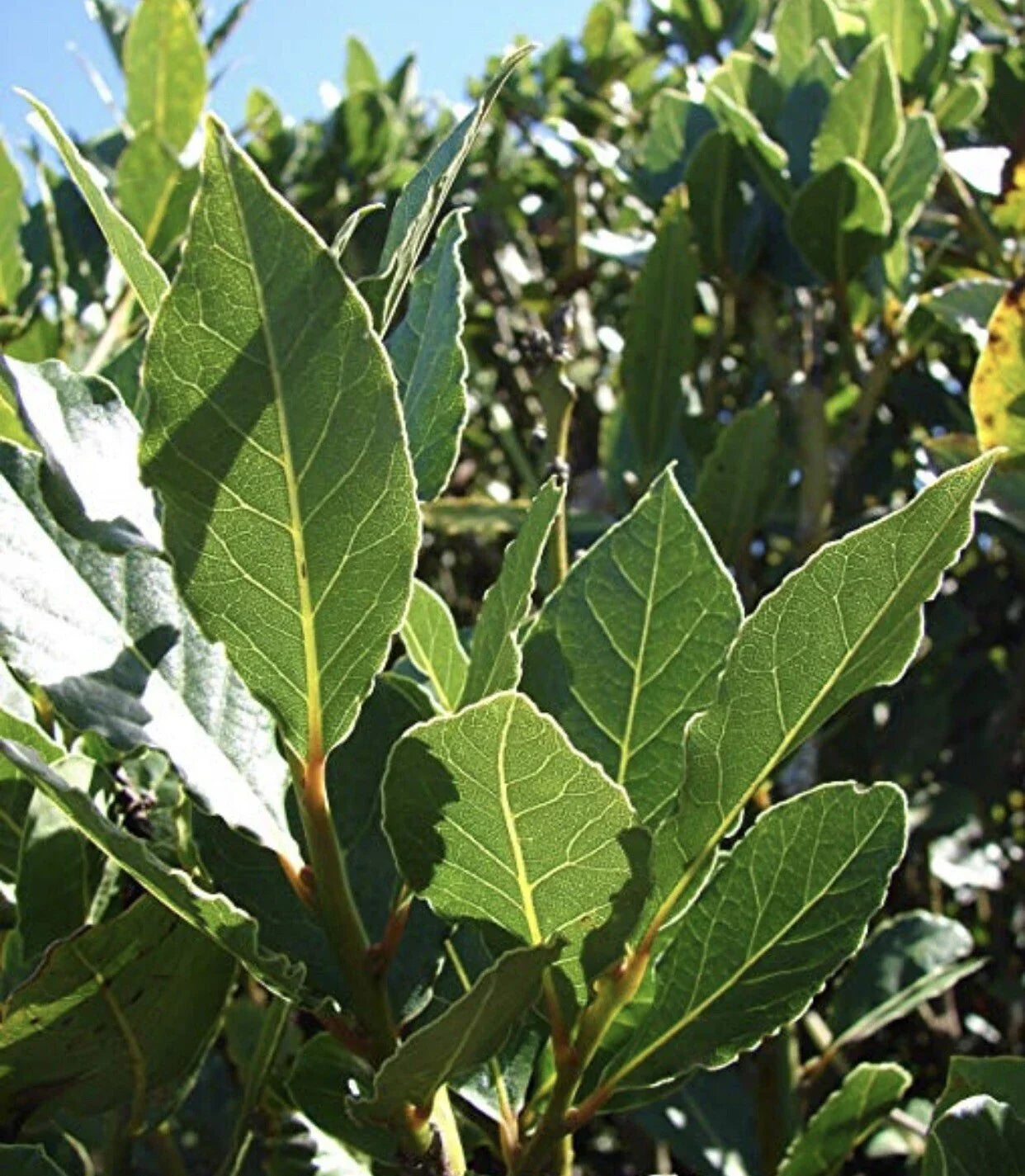 Sweet Laurel Bay Tree Cuttings 5 Pack – Laurus nobilis Aromatic Foliage for Cooking & Landscaping