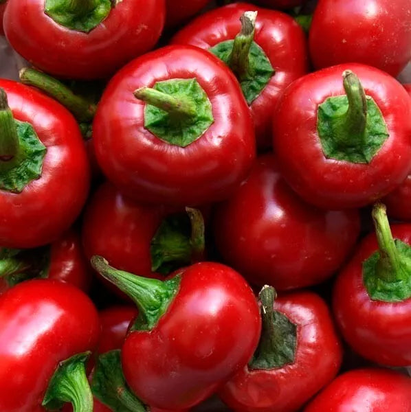 Red Cherry Hot Pepper Seeds - Organic Non-GMO Heirloom Capsicum annuum, 60+ Seeds for Spicy Culinary Use