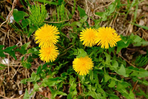 Dandelion Seeds - 100 Pack Edible Greens Taraxacum officinale Non-GMO Garden Seeds for Home, Pots, Raised Beds