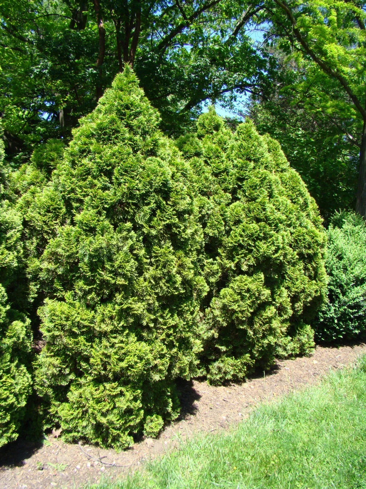 Thuja Tree Seeds 500 Count for Privacy Hedges, Windbreaks, Thuja occidentalis, White Cedar Arborvitae Seeds