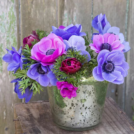 Anemone de Caen Seeds 30 Pack - Blue Poppy & Red Rose Varieties - Anemone coronaria for Borders, Containers & Cut Flowers