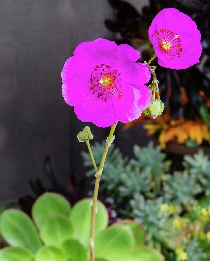 Calandrinia Spectabilis Rock Purslane Unrooted Cuttings 5" - Drought-Tolerant Ground Cover for Gardens & Containers