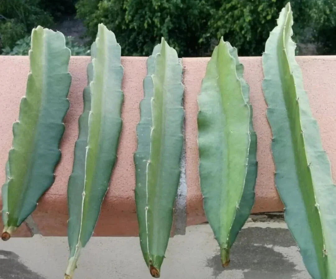 Fresh Dragon Fruit Cuttings – 8-12 Inches, Multiple Varieties, Hylocereus spp., Exotic Fruit Plant Propagation