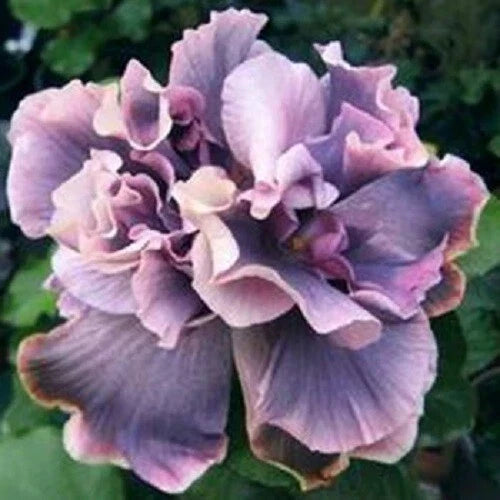 Double Gray Purple Flower Seeds - Perennial Anemone hupehensis for Gardens, Borders & Cut Flowers, 20 Seeds