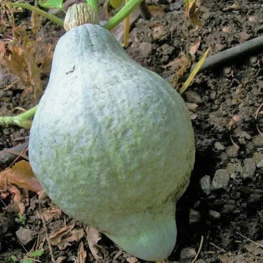 Blue Hubbard Squash Seeds - Winter Squash Variety, Gray Blue Color, Cucurbita maxima, Heirloom, for Baking, Roasting & Soups
