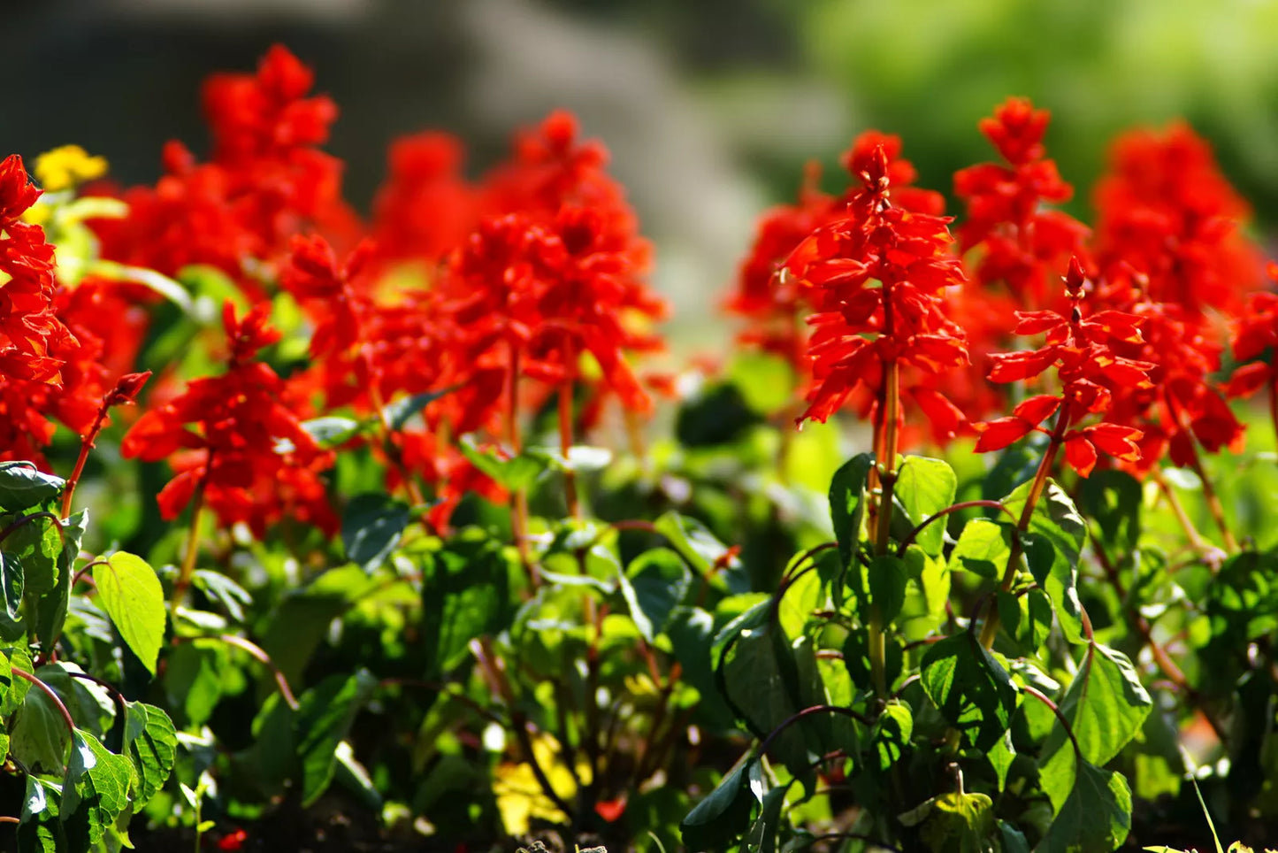 Scarlet Sage Seeds - 300 Non-GMO Salvia splendens for Hummingbird and Butterfly Gardens, Vibrant Red Flowers, Easy to Grow
