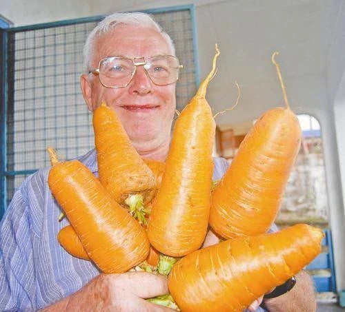 Giant Carrot Seeds Pack - 200 Non-GMO Daucus carota - Rare Blend for Organic Gardening, Nutritious, High Antioxidant, Fiber-rich, Full Sun