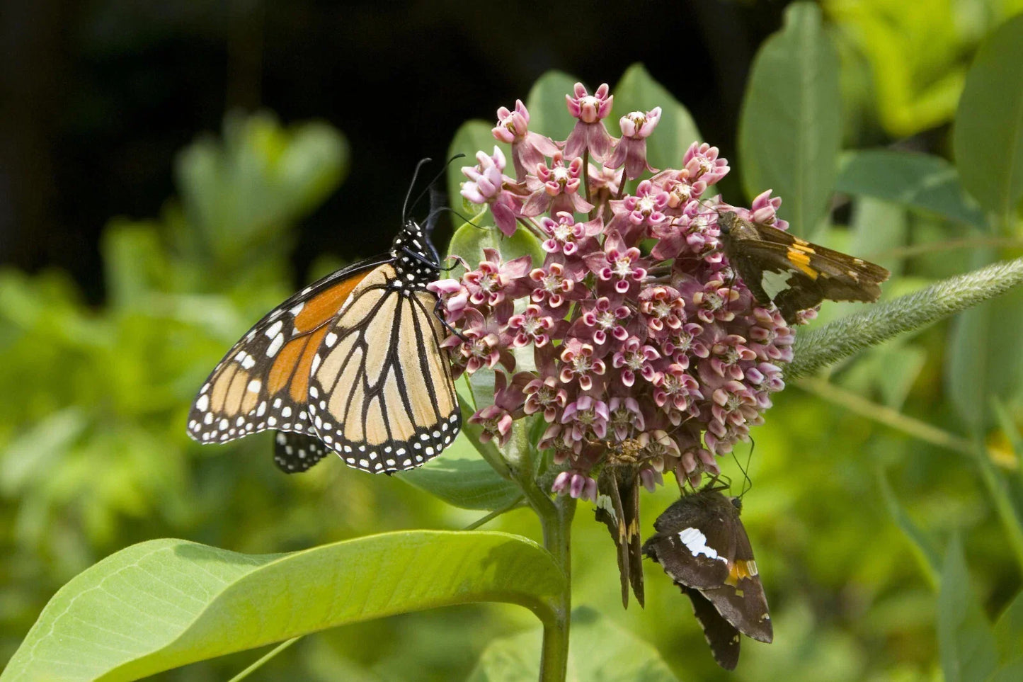 Common Milkweed Seeds - 100+ Pack - Asclepias Syriaca - Native Butterfly and Pollinator Plant for Monarchs