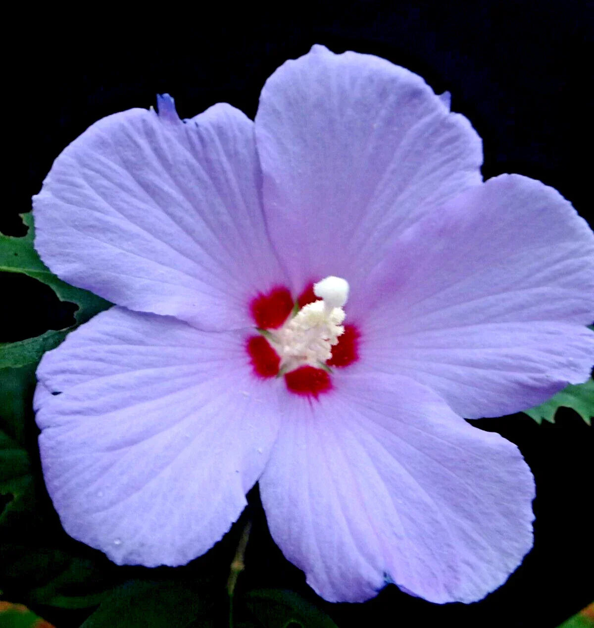 Purple Rose of Sharon Live Plant Starter Bush 6"-1' Lavender Hibiscus Althea Hibiscus syriacus