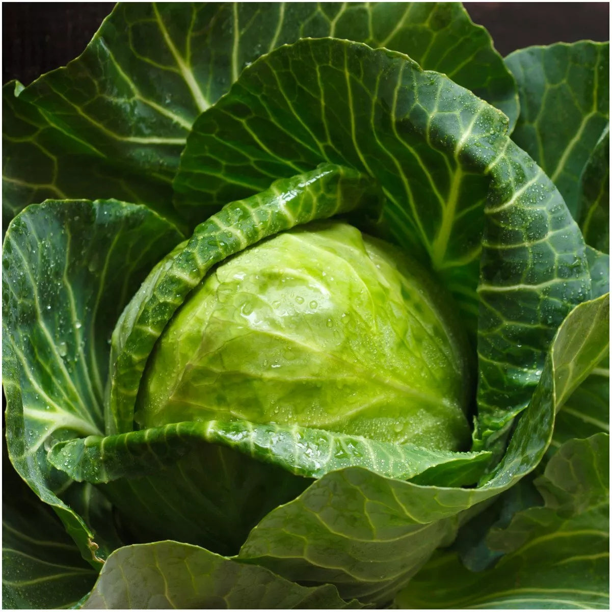 Early Round Dutch Cabbage Seeds, Non-GMO Brassica oleracea var. capitata, Vegetable Garden Seeds, 300+ Pack