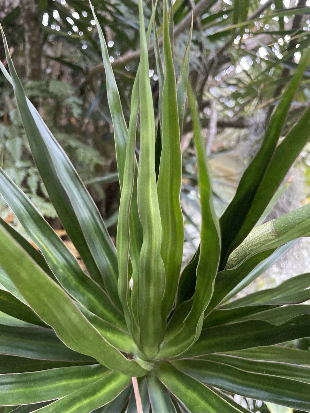Dragon Tree Cuttings - Hawaii Grown Dracaena Marginata Bonsai Plants for Indoor Decor, Tropical Houseplants