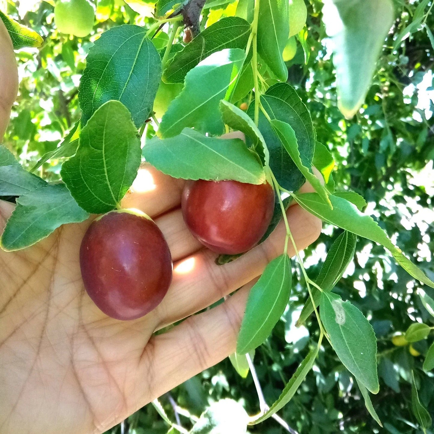 Autumn Beauty Jujube Tree Cutting 8" Grafting Scion Wood Ziziphus jujuba for Orchard & Garden