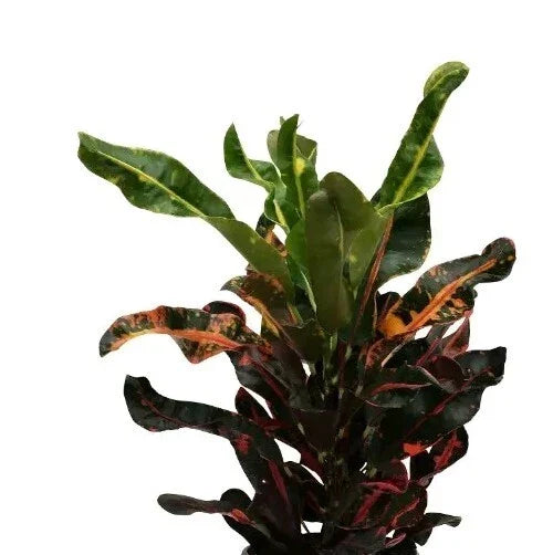 Croton Mamey Plant Cuttings 4"-6" with Extra Species, Variegated Codiaeum variegatum, Indoor & Outdoor Propagation
