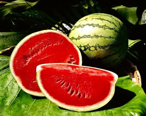 Crimson Sweet Watermelon Seeds - 25+ Non-GMO Heirloom Citrullus lanatus Seed Packet for Home Garden, Juicy Red Flesh, Easy to Grow