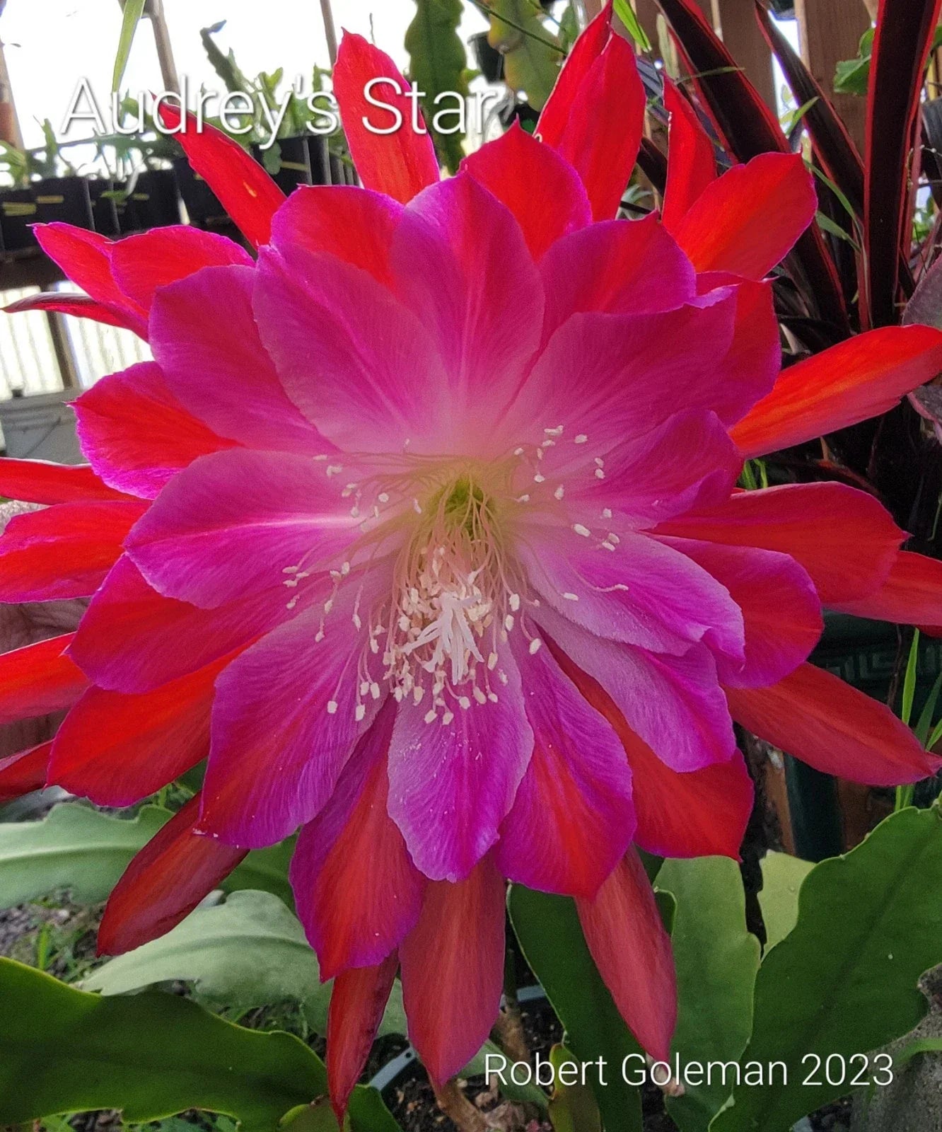Epiphyllum Cutting Unrooted Audrey's Star Rare Orchid Cactus Indoor Plant Propagation Unique Succulent
