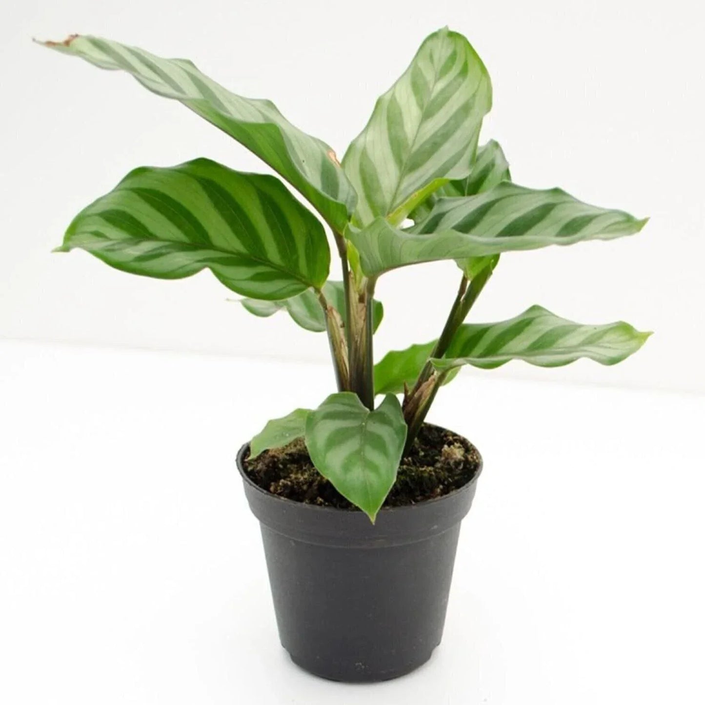 Calathea Freddie Live Rooted Starter House Plant – Easy Care Indoor Plant – Calathea lancifolia