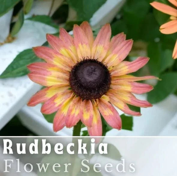 Pink Lemon Rudbeckia Seeds - 125+ Annual Flower Seeds for Garden, Rudbeckia hirta, Bright Pink and Yellow Blooms, Pollinator Attracting