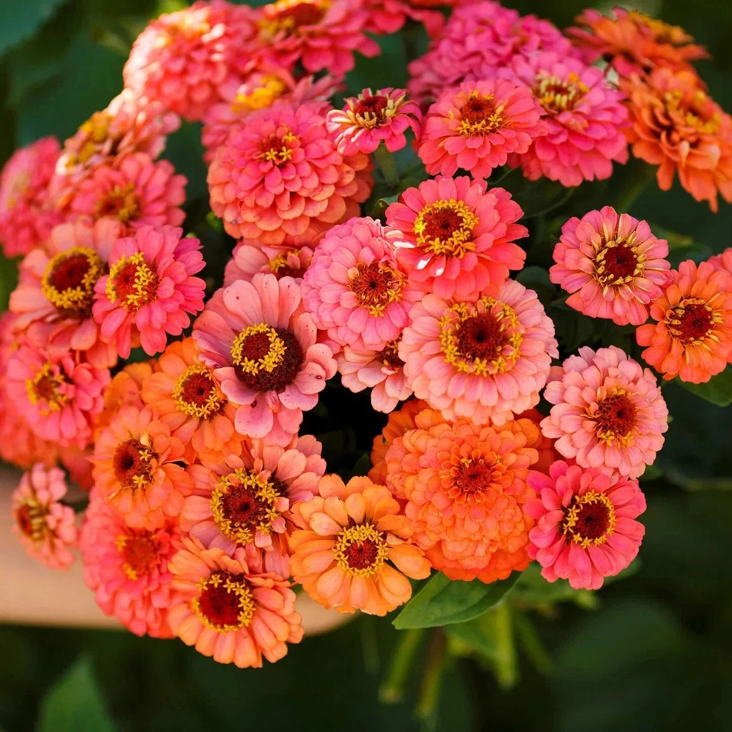 Pumila Salmon Zinnia Seeds - 100+ Pack, Zinnia elegans, Vibrant Flowers, Butterfly Attractant, Easy to Grow, USA Grown