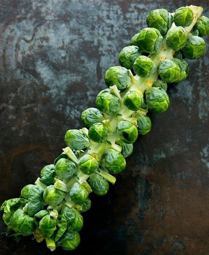 Brussels Sprouts Seeds Pack of 25 | Non-GMO Heirloom Brassica oleracea var. gemmifera for Home Gardening