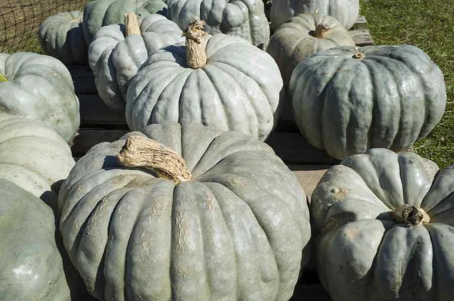 Jarrahdale Pumpkin Seeds - Heirloom Cucurbita pepo for Growing Blue-Green Pumpkins - 20 Seeds