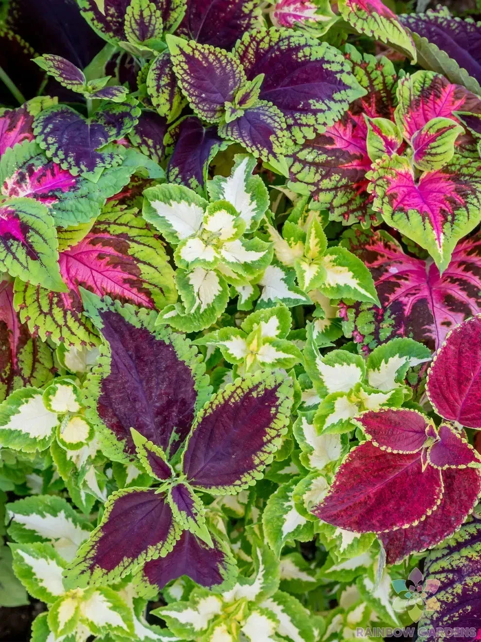 Rainbow Mix Coleus Seeds - Colorful Foliage Pack for Garden & Indoor Planting - Solenostemon scutellarioides