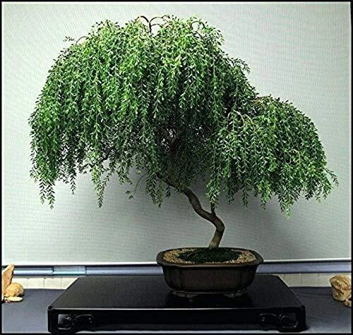 Bonsai Tree Cutting - Thick Trunk Dwarf Weeping Willow - Salix babylonica var. 'Tortuosa' - Indoor/Outdoor Live Plant