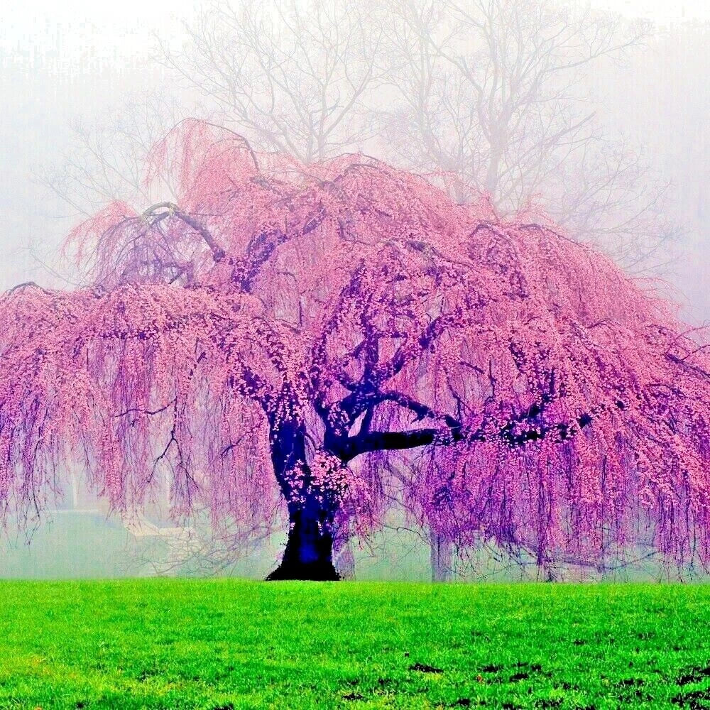 Weeping Sakura Cherry Blossom Tree Seeds - Prunus pendula - Fast Growing, Hardy Flowering Plant for Gardens and Landscaping
