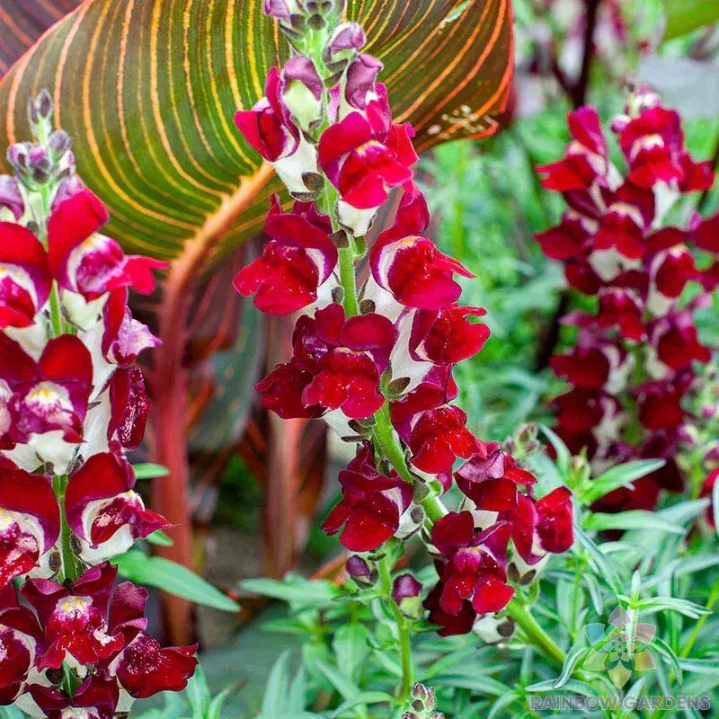 Snapdragon Seeds - 1000+ Night and Day Variety - Antirrhinum majus - Garden Planting for Borders & Containers